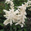 Astilbe